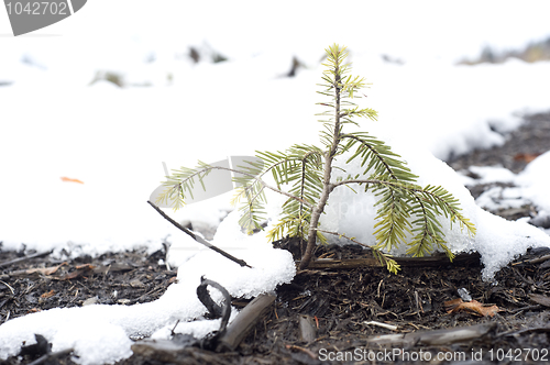 Image of Evergreen tree 