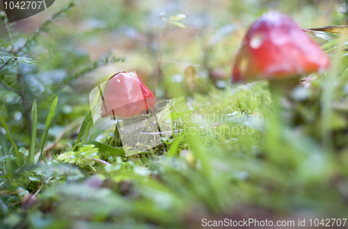 Image of Amanita