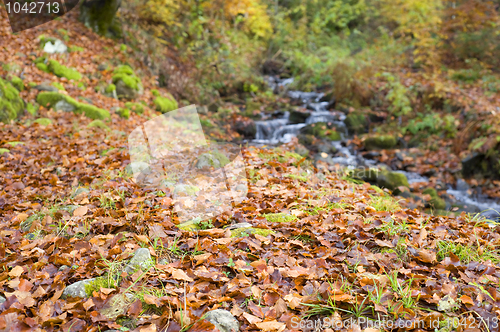 Image of Autumn Leaves