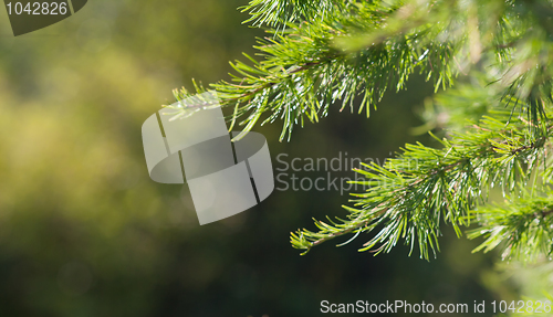 Image of juniper close up background