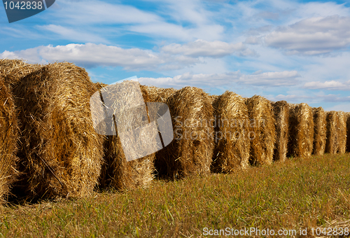 Image of haystacks in the field