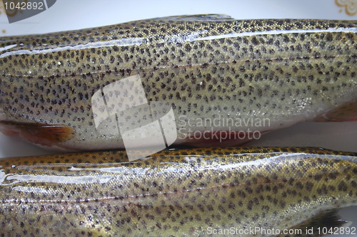 Image of Trout Closeup