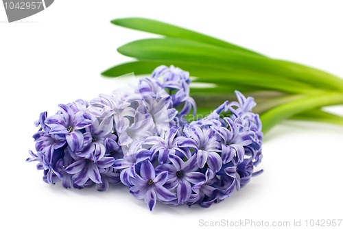 Image of Blue hyacinth isolated on white 