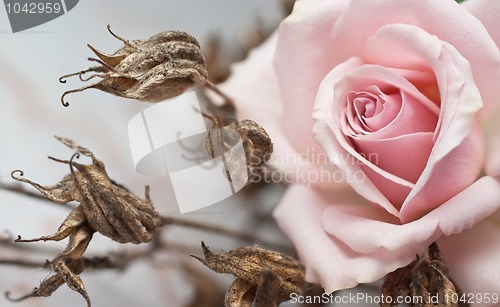 Image of Pink rose and withered plant