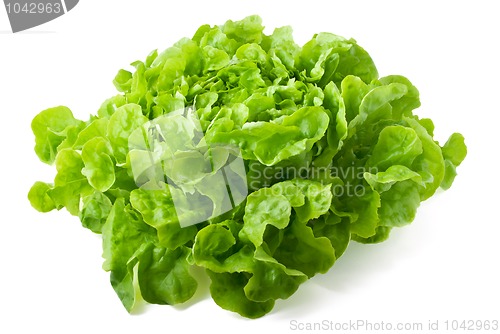 Image of Butterhead lettuce isolated on white background