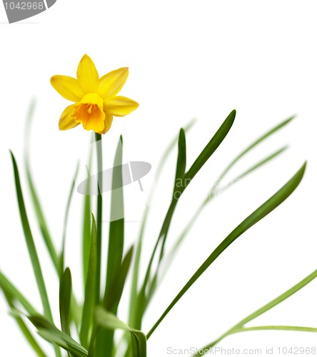 Image of Yellow daffodil isolated on white