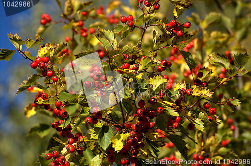 Image of Autumn colors