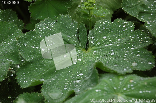 Image of Raindrops