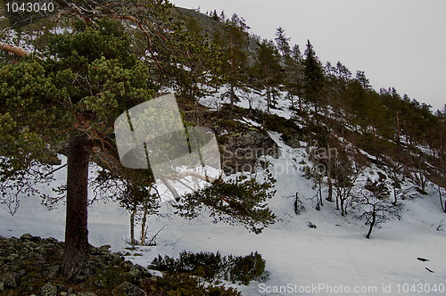 Image of Wilderness in winter