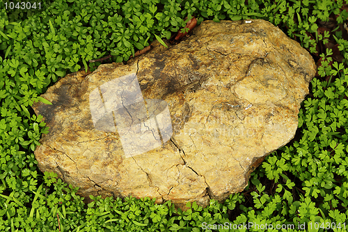 Image of A rock among grass