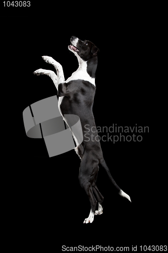 Image of Beautiful mixed breed dog, standing over white background