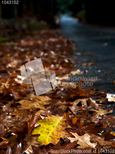 Image of Autumn leafs