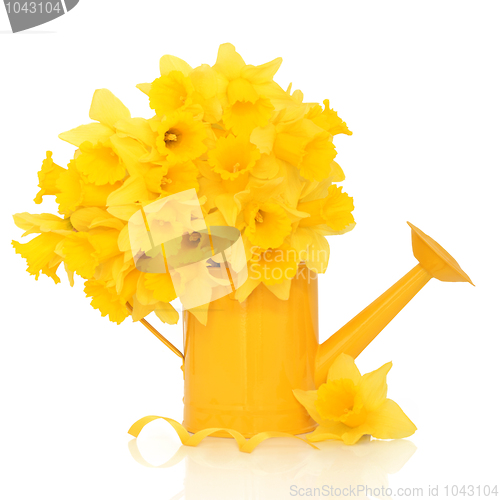 Image of Daffodil Flower Beauty