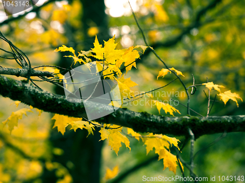 Image of Autumn leafs