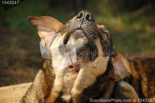 Image of stray dog scratching