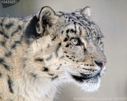 Image of Snow leopard
