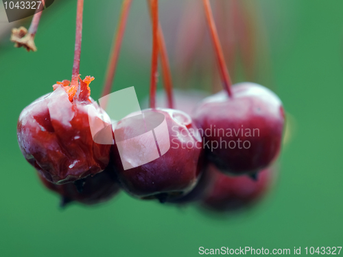 Image of Crabapple fruit