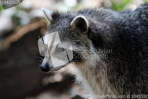 Image of Raccoon