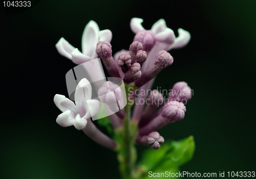 Image of Flower buds