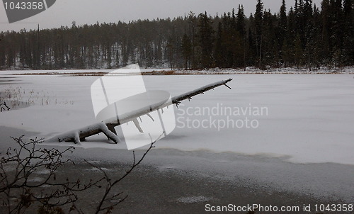 Image of Frozen tree in wilderness