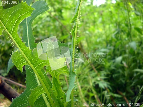 Image of Green plant background