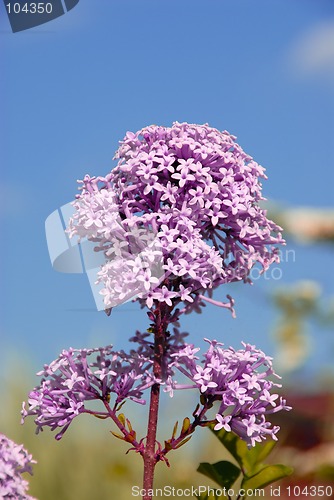 Image of Lilac Branch