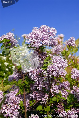 Image of Lilac Bush