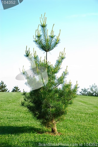 Image of Little Pine Tree