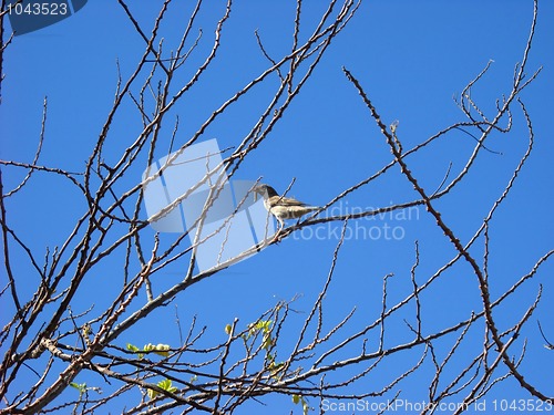 Image of Sparrow with caterpillar