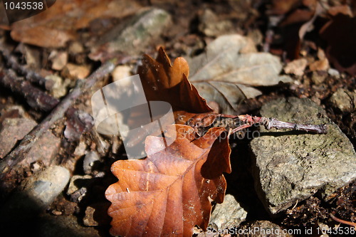 Image of Autumn leaf