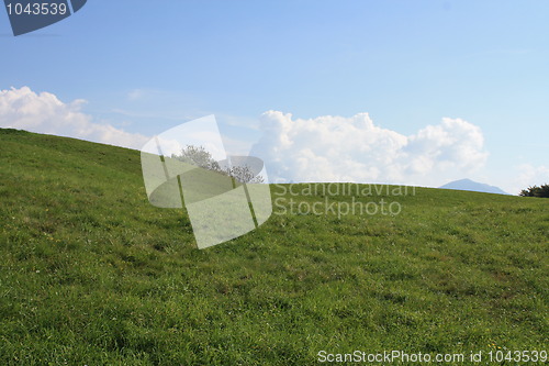 Image of Field of green