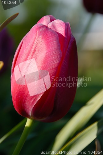 Image of Beautiful Tulip