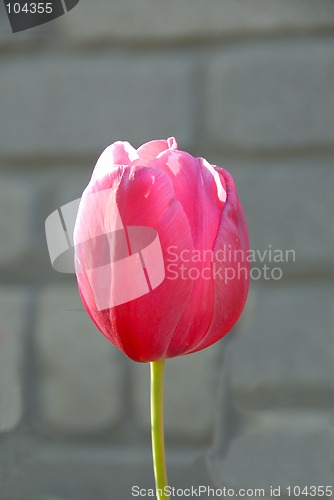 Image of Pink Tulip