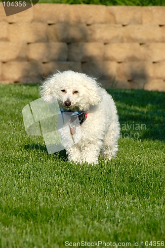 Image of Sleepy Poodle Dog