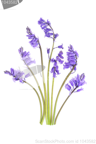 Image of Bluebell Flowers