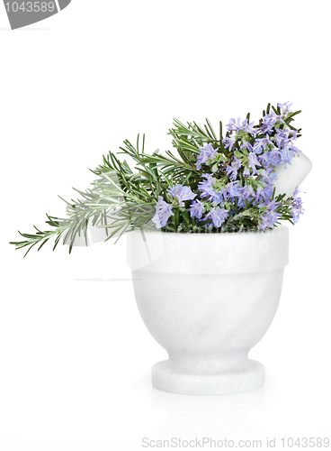Image of Rosemary Herb Flowers