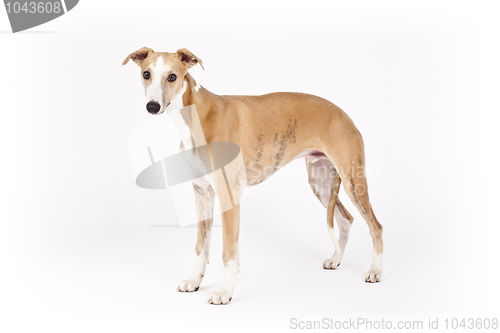 Image of whippet