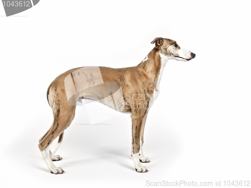 Image of whippet