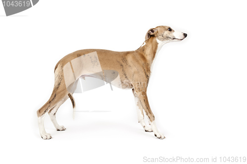 Image of whippet