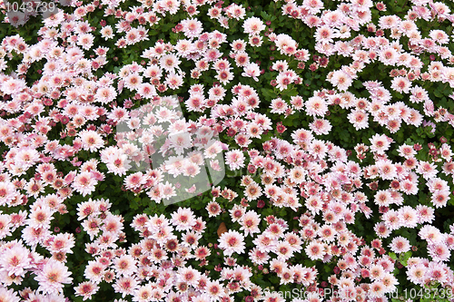 Image of Background from chrysanthemums 