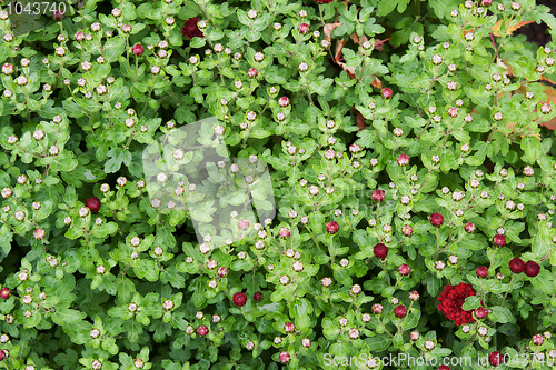 Image of Green herb with dewdrop 