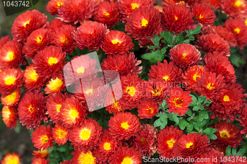Image of Background from red flower