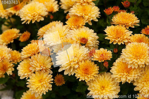 Image of Background from yellow flower