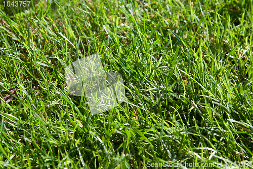 Image of Green herb with dewdrop