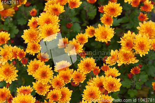 Image of Background from yellow flower