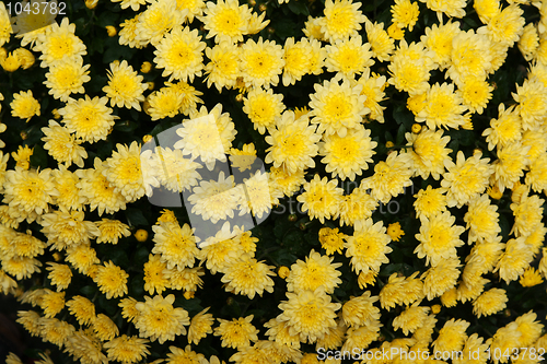 Image of Background from yellow chrysanthemums