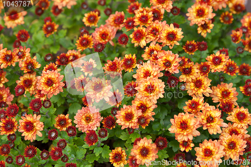 Image of Background from red flower