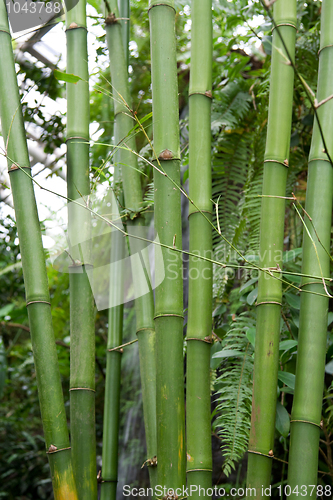 Image of Green bamboo