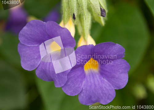 Image of Two blue flowers