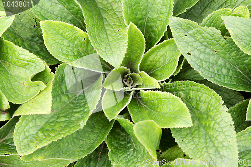 Image of Green bush with sheet